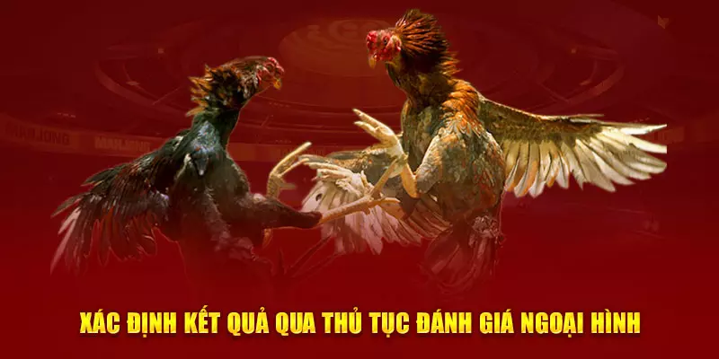 Hệ Thống Đá Gà J88 Hấp Dẫn Bậc Nhất Châu Á Tiết lộ những mẹo chơi đá gà j88 bách chiến bách thắng